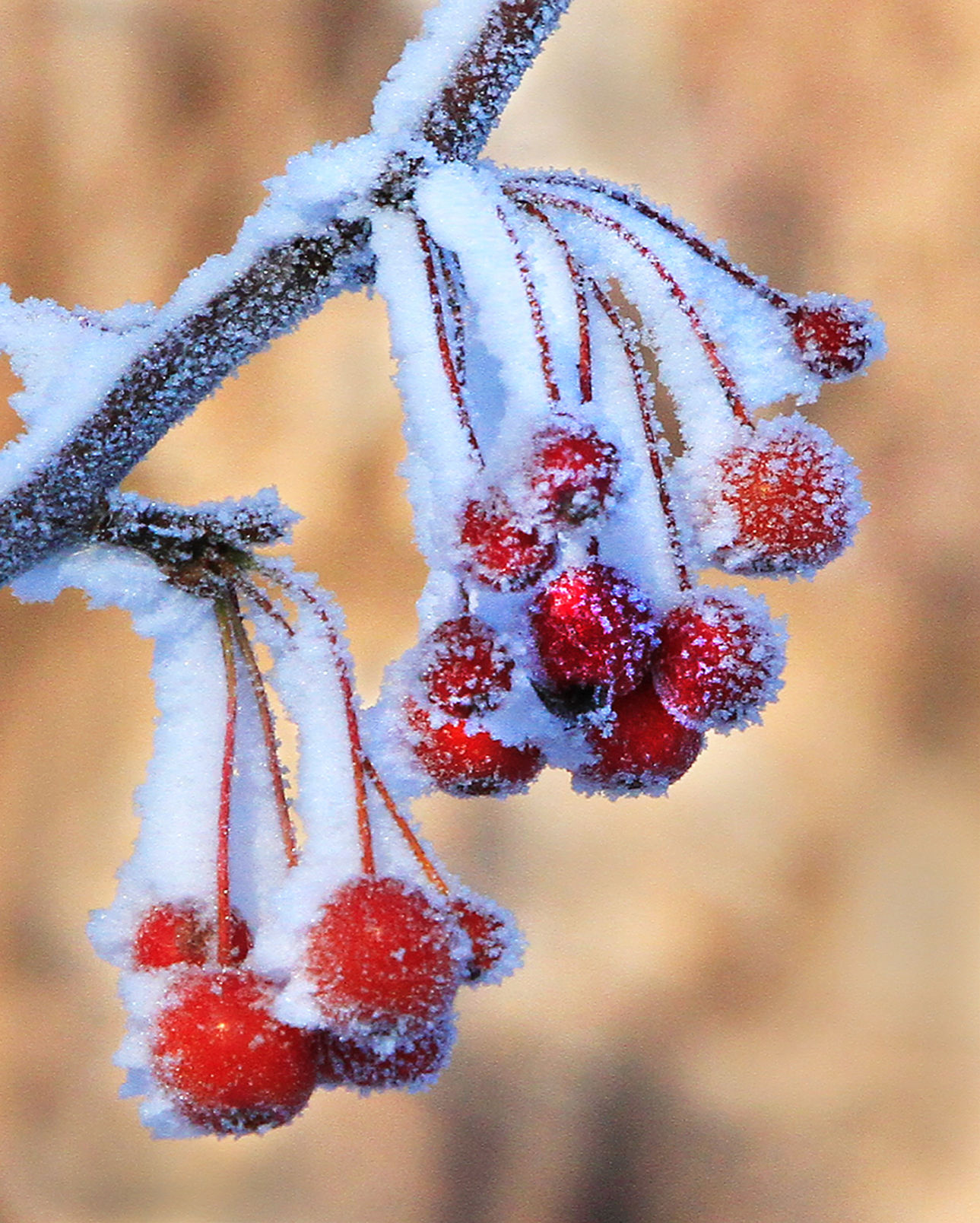 Icy berries